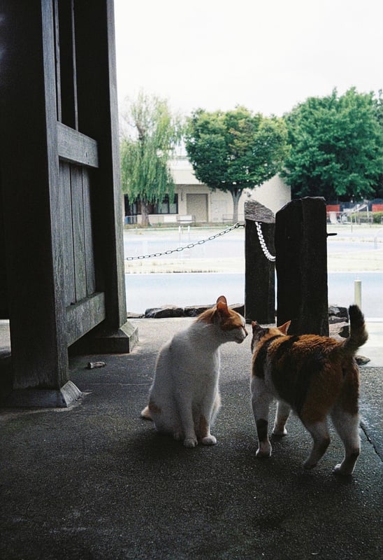 何やら会議中の猫ちゃんたち。