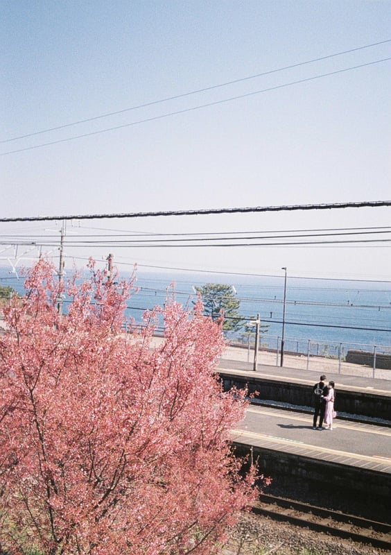 おかめ桜の季節日訪れた、東海道線の根府川駅にて。