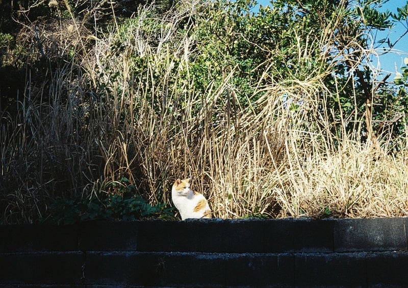 城ヶ島の「かねあ」さんの看板猫、ハナコちゃん。