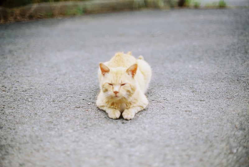 ローカル線の駅猫さま。
現在は心優しい方のお宅で家猫として暮らしています。