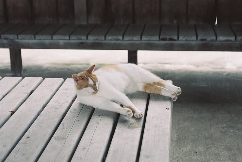 日陰でお昼寝してた地域猫さま