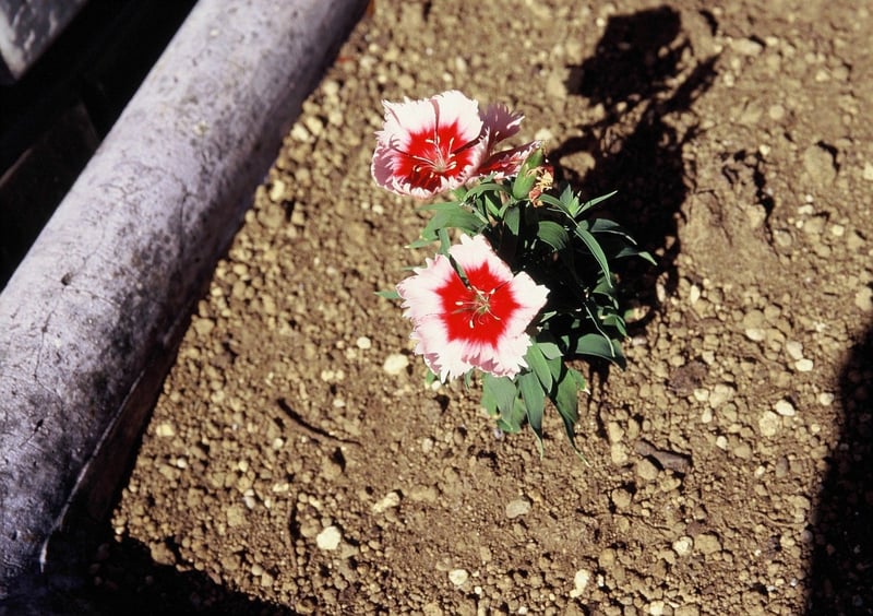 生憎植物に詳しくない私ですが、小さいながら綺麗に咲く花に感動を覚えました