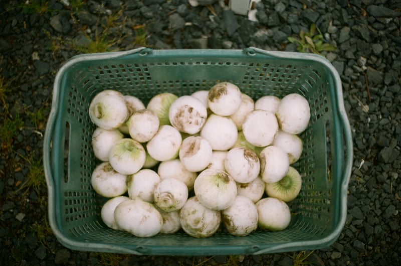 大量の玉ねぎが取れた年