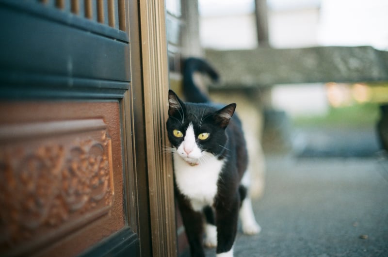 お猫様の頬擦り