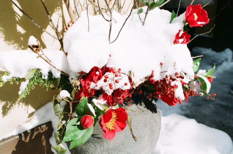 雪に埋もれた紅白