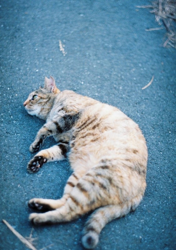 遭遇するやいなや秒速でへそ天をお披露目する野良猫さん
あなたの危機感はどこへ行ってしまったのか