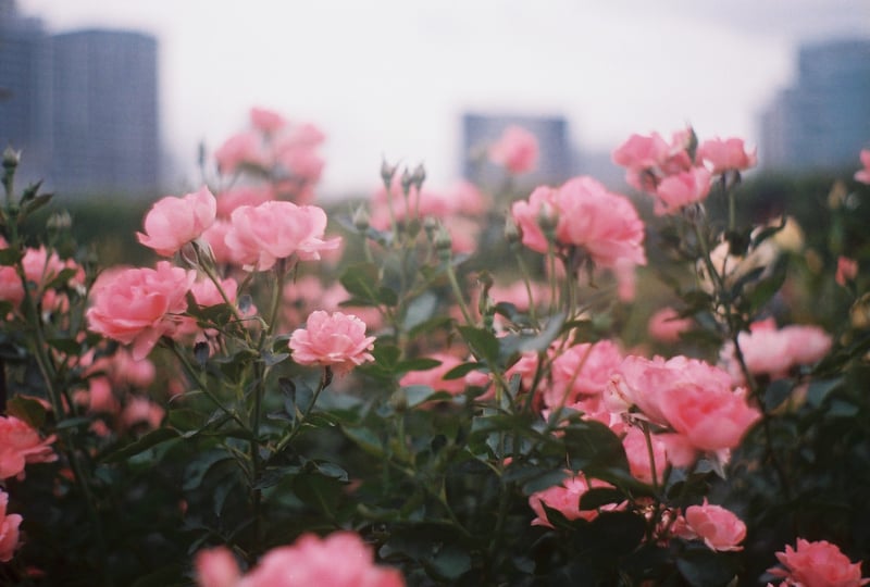 たぶん薔薇
きっと薔薇