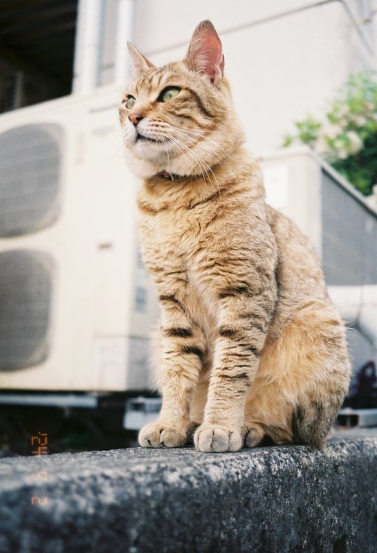 りりしき地域猫のお方