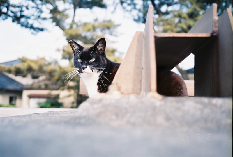 実家に帰った時の。誰んちのでもない猫。