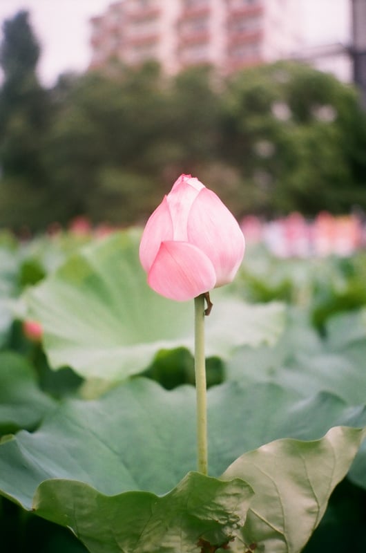 上野 不忍池にて
ものすごく凛と佇む蓮のつぼみ