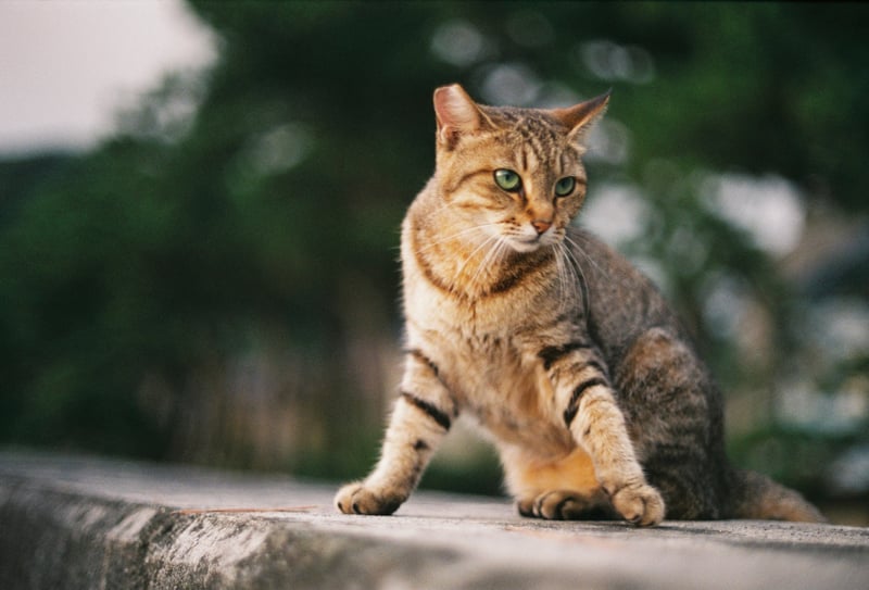 帰省先の地元の海辺に行くと必ずお会いする地域猫のお方
いっしょに日没を眺めるこの時間がたまりません