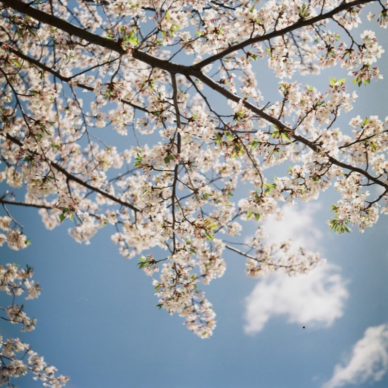 とうとう中判カメラに手を出しました。桜が残っているうちに収めることができてよかった。