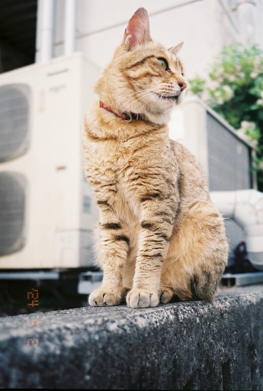 実家に帰った時の。人んちの猫。