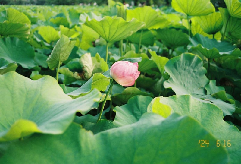 上野 不忍池