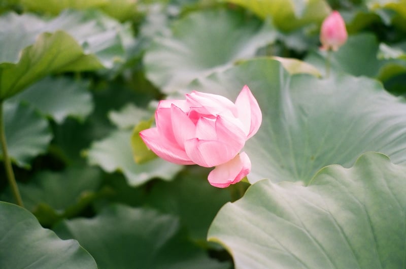 上野 不忍池にて
この時期はカメラロールが蓮の写真でいっぱいになります。