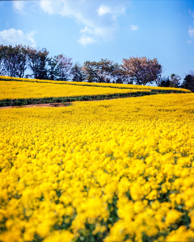 長崎県の白木峰高原、春の景色です。