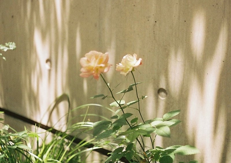 I don't know the name of the flower. 

konica c35 fd｜Cinestill 50D