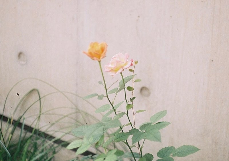 I don't know the name of the flower. 

konica c35 fd｜Cinestill 50D