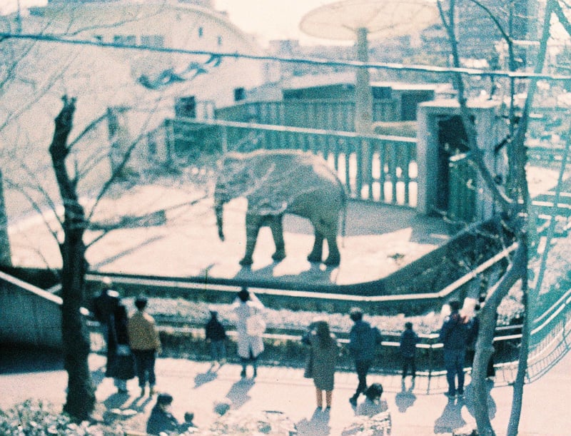 ズゼは象の名前

神戸市立王子動物園
pocket fujica｜Lomochrome Metropolis