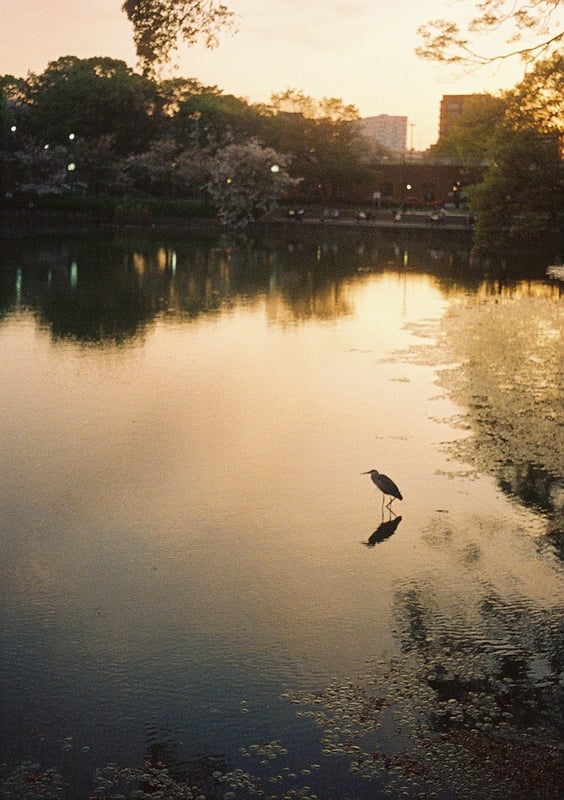 天王寺公園 和気橋
OLYMPUS PEN EF｜lomography cn 800