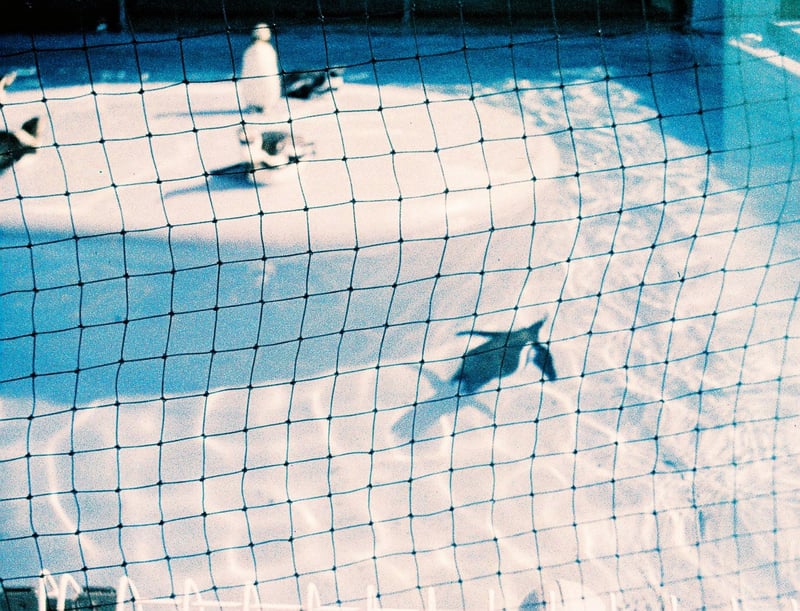 神戸市立王子動物園
pocket fujica｜Lomochrome Metropolis