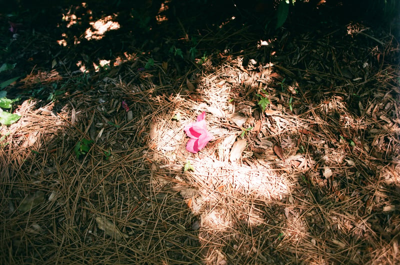 名城公園にて撮影