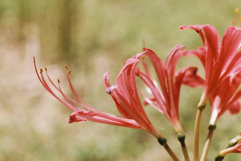 とても好きな花なので咲き始めたのがとても嬉しい
群生している風景も良いですがポツンと咲いているのも良いと思います