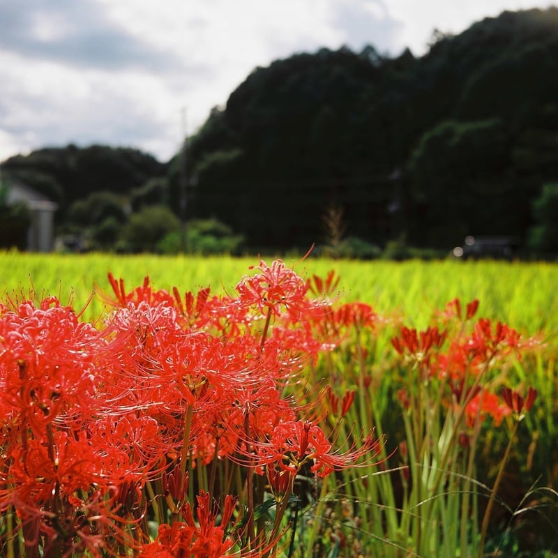 刈り入れ前の稲穂と咲き始めた彼岸花
原風景とはよく言ったもので何故か懐かしい気持ちになります