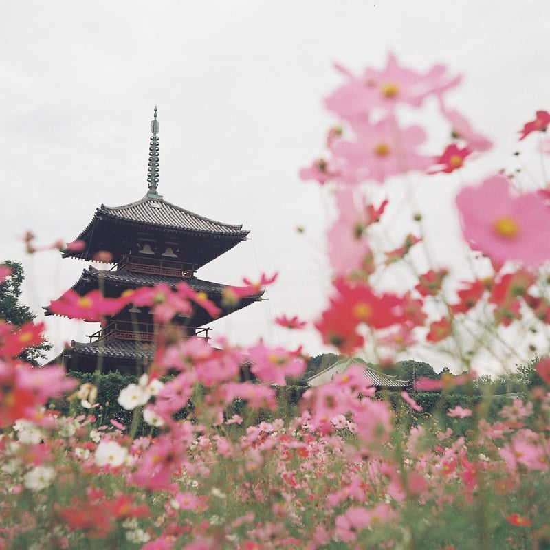 咲き盛りの間に行こうと思えど天候には恵まれず…
残念だけどまた来年、ということで