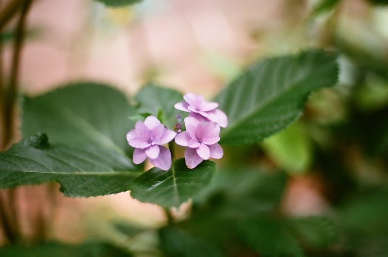 フジのカラーネガは紫陽花撮るのに良いと思う。