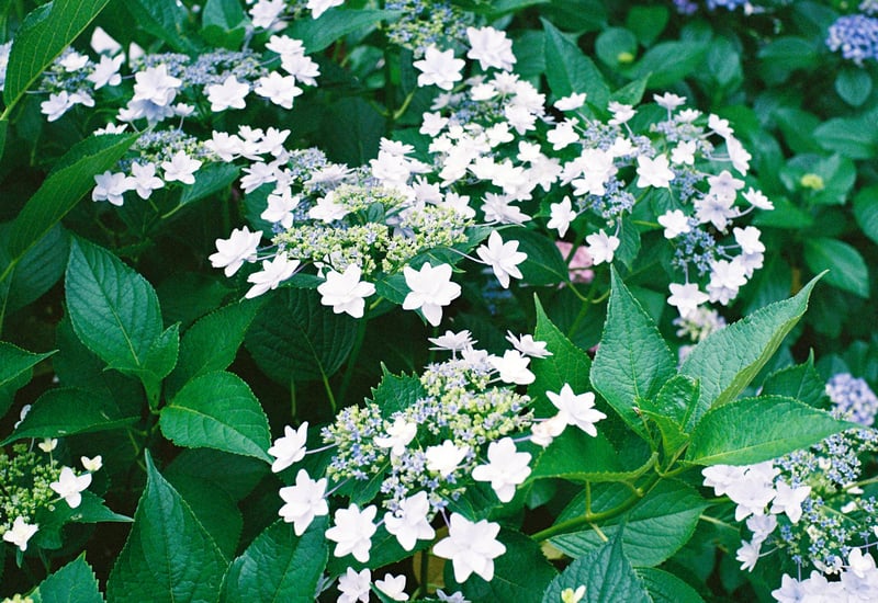 白くほんのり青いガクアジサイの仲間で、装飾花が打ち上げ花火に見えることから、東京の夏の風物詩である隅田川の花火大会を連想し名付けられたようです。

紫陽花は品種の総数がなんと3000にも及び、毎年新しい鑑賞品種が生み出されています。
他にも愉快な名前を冠した品種が多いです。