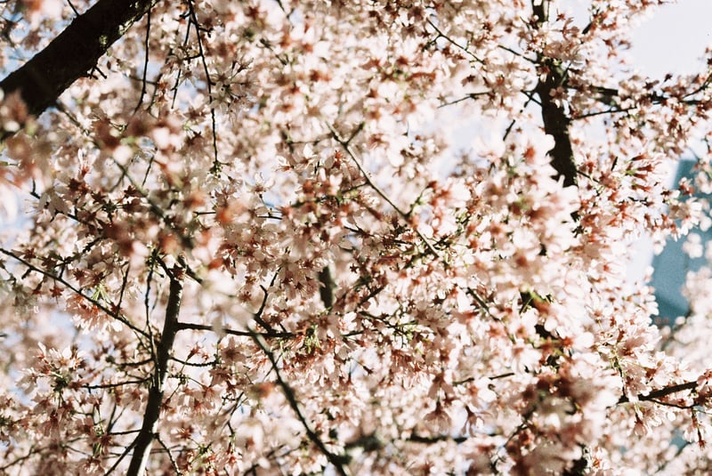 春の日差しを浴びて、桜の花が一斉に咲き誇る。その花びらの一つ一つが、まるで陽光に輝く宝石のようだ。
柔らかな風に揺れる枝々が、自然の美しさと儚さを物語り、この瞬間の尊さを感じさせる。