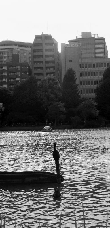 上野公園の水面です。逆光がよく決まりました。
Kiev-4a
CZJ Tessar 5cm F2.8