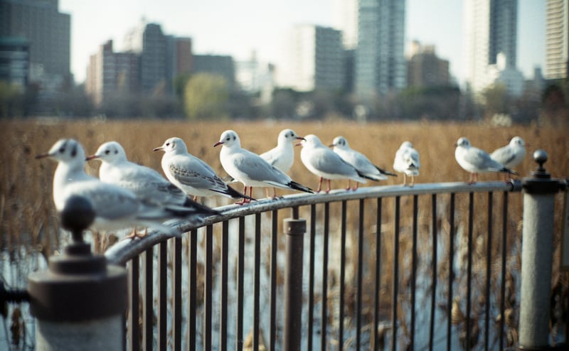 不忍池で休むゆりかもめ達を1枚に。良く逃げなかったな。。
Leica M3 + Leica Summilux 50m f1.4 2nd + efiniti UXi super 200