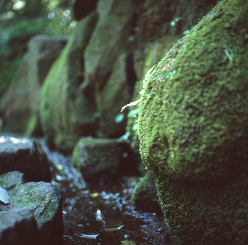 Rolleicord V + Xsenar 3.5/75mm + FUJIFILM 120 PROVIA100F