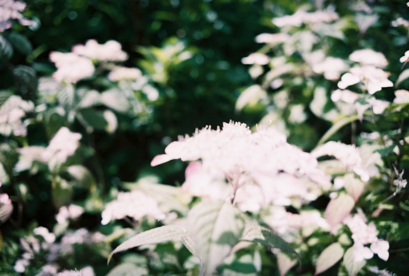 良く晴れた日に撮影した紫陽花。
もう少し紫陽花の色が出る予定だったのですが...
2006年期限(撮影時点17年期限切れ)の富士フイルム記録用100を感度25として撮影