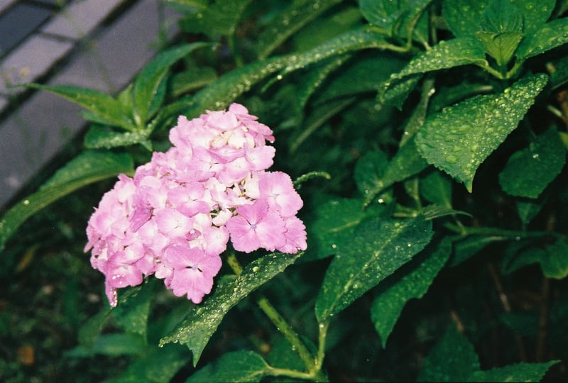 MINOLTA Capios25で雨の降る中マクロモードにフラッシュを焚いて撮影しました。
我ながららしくない1枚です。