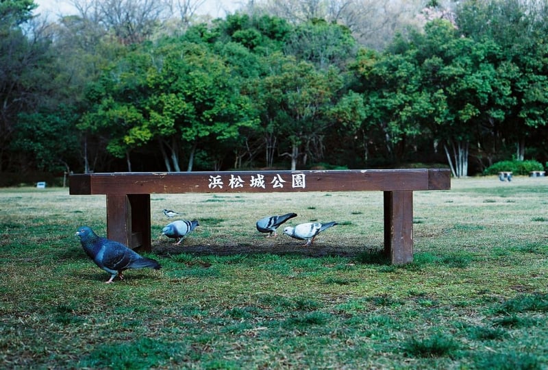 この公園の鳩は肥えてる