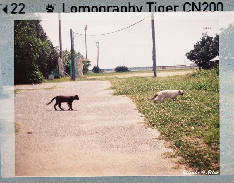 Tiger CN200