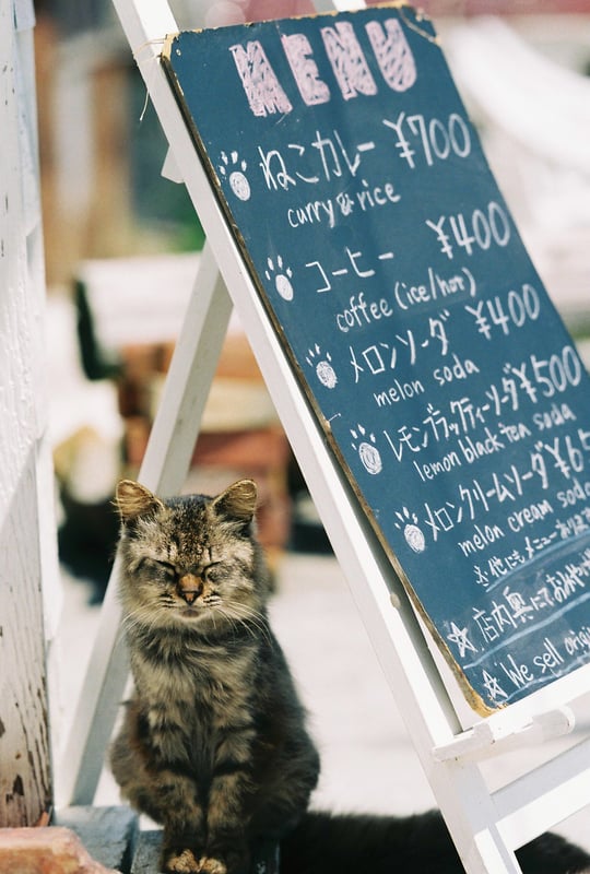 オススメはねこカレー🐾