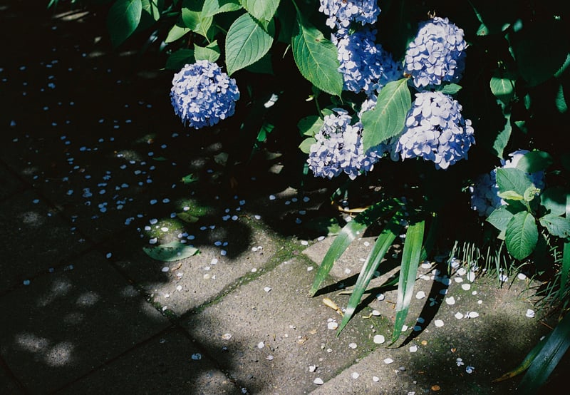 紫陽花が咲いていますが地面に落ちてる花びらを見て、紫陽花の見ごろが終わり、少しずつ季節が夏に近づいています。