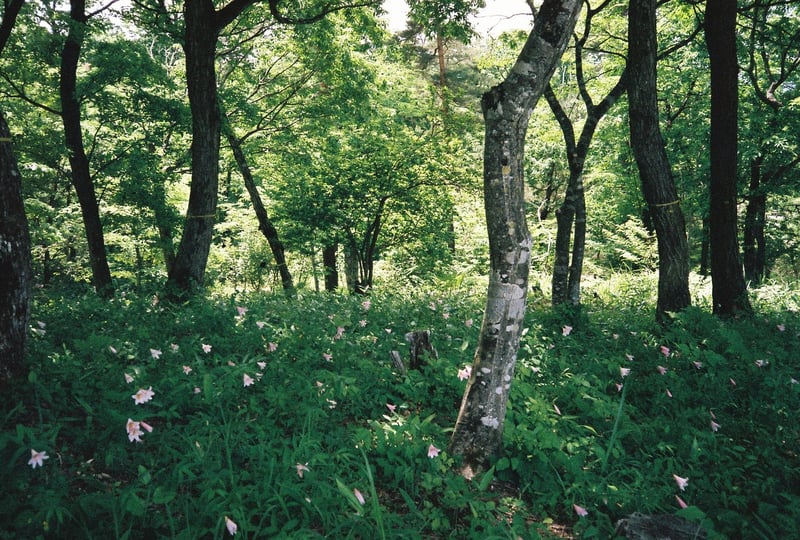 ヒメサユリが咲く自然公園を訪れました。
そこには複数の可憐なヒメサユリと初夏の音色を感じました。