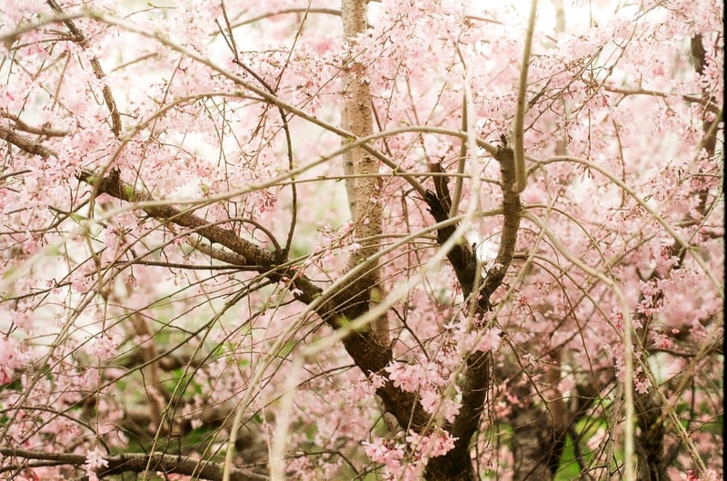 枝垂れ桜 