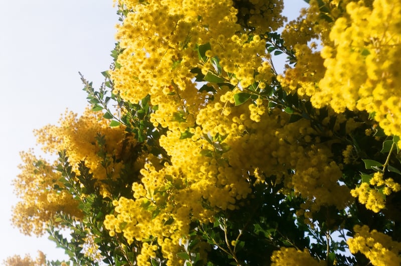 見つけるとうれしくなる花