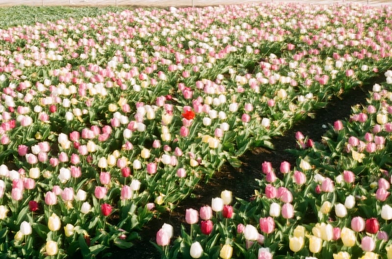 なばなの里🌷