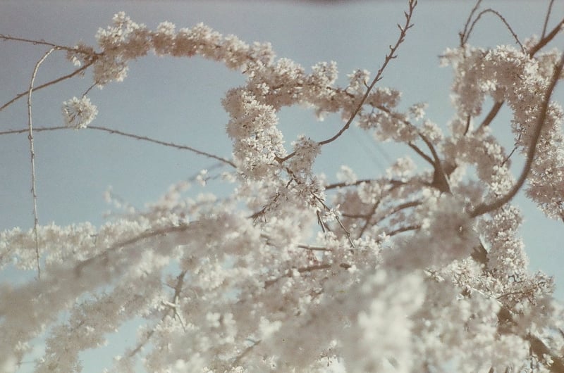 枝垂れ桜