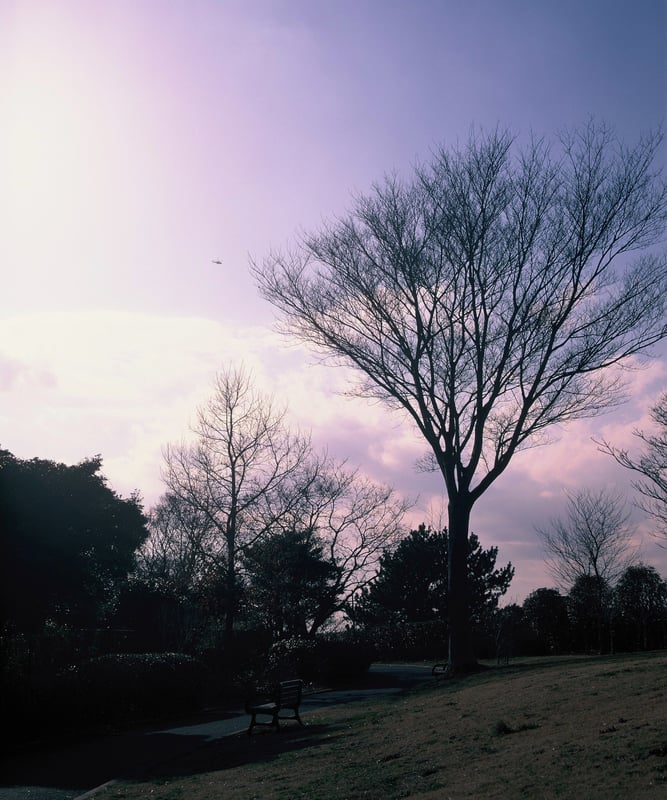 期限切れフィルムVelvia50で撮った近くの公園