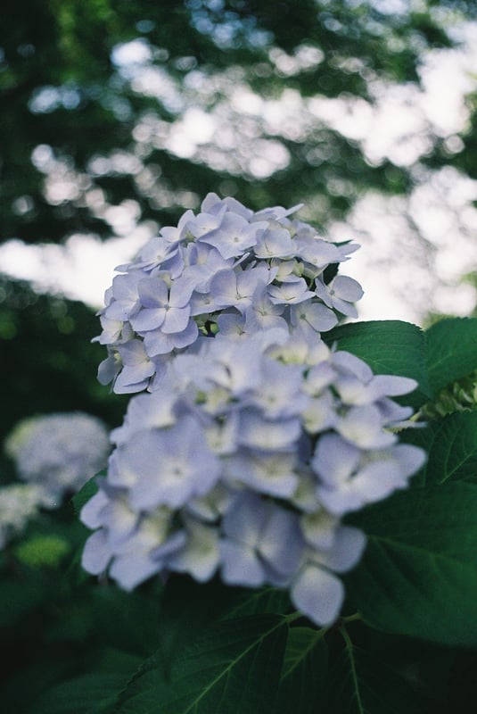 有名な場所ではなくても紫陽花は咲いている