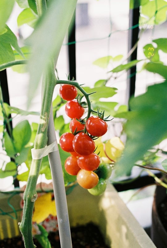 わが家のプランターはお花より野菜多め

※デート設定間違えてます