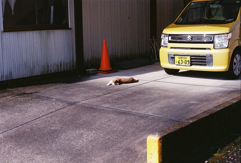 近所のノラにゃん🐈